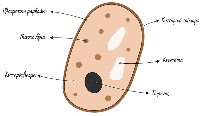 yeast-cell