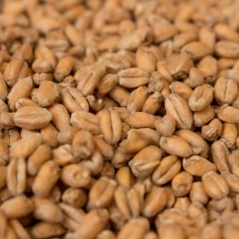 Wheat 4EBC (Θράκης)